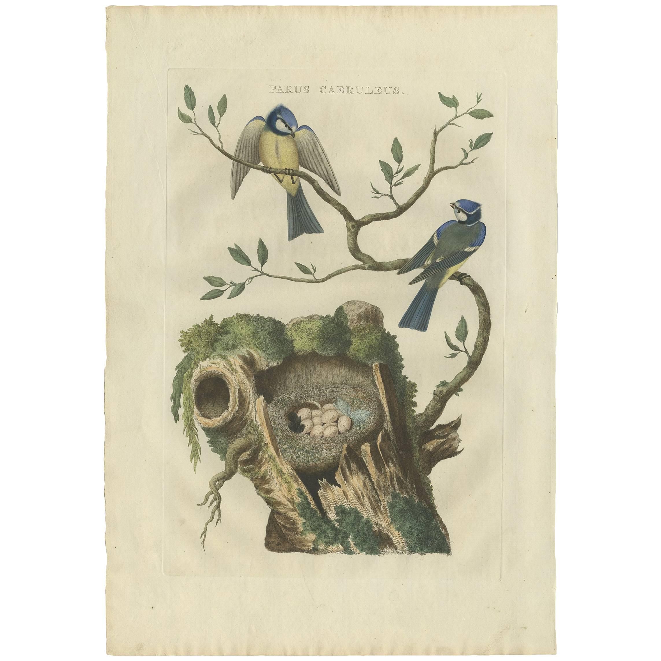 Antique Bird Print of the Eurasian Blue Tit by Sepp & Nozeman, 1770
