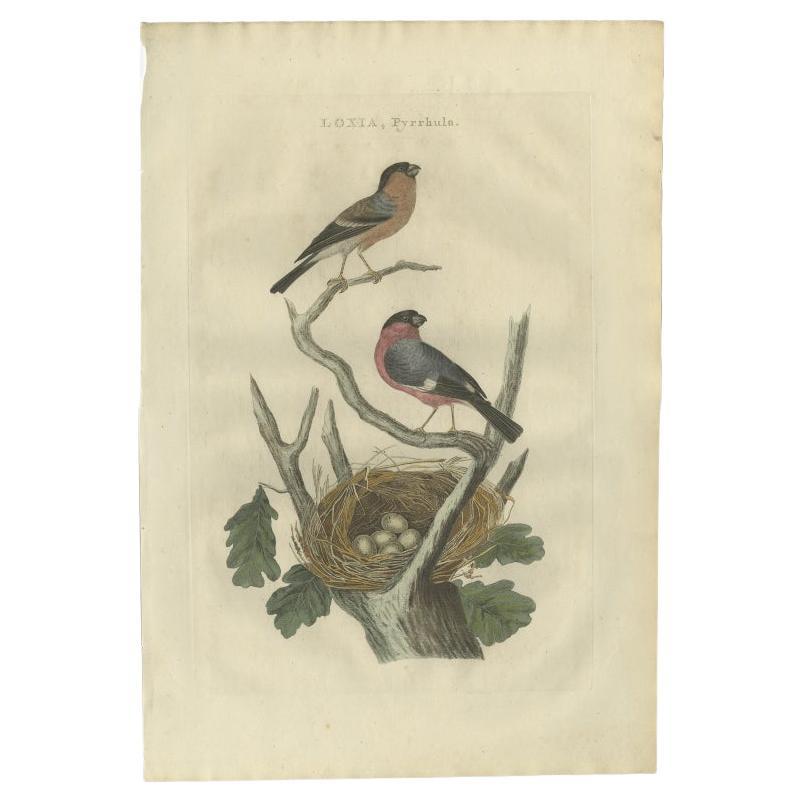 Antiker antiker Vogeldruck der altägyptischen Bullfinch von Sepp & Nozeman, 1789