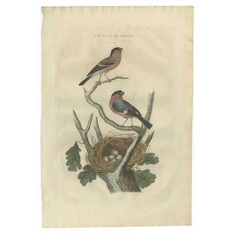 Antique Bird Print of the Eurasian Bullfinch by Sepp & Nozeman, 1789