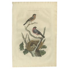 Antiker antiker Vogeldruck der altägyptischen Bullfinch von Sepp & Nozeman, 1789