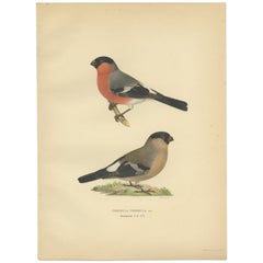Vintage Bird Print of the Eurasian Bullfinch by Von Wright, 1927