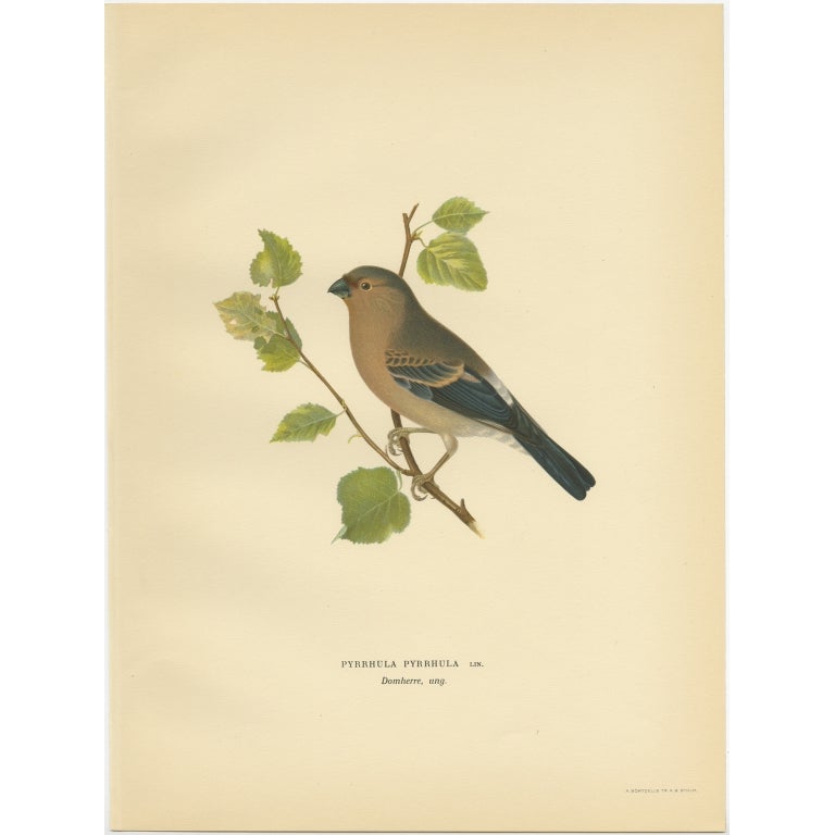 Antique Bird Print of the Eurasian Bullfinch by Von Wright, 1927 For Sale