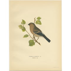 Impression ancienne d'oiseau de taureau Eurasian Bullfinch par Von Wright, 1927