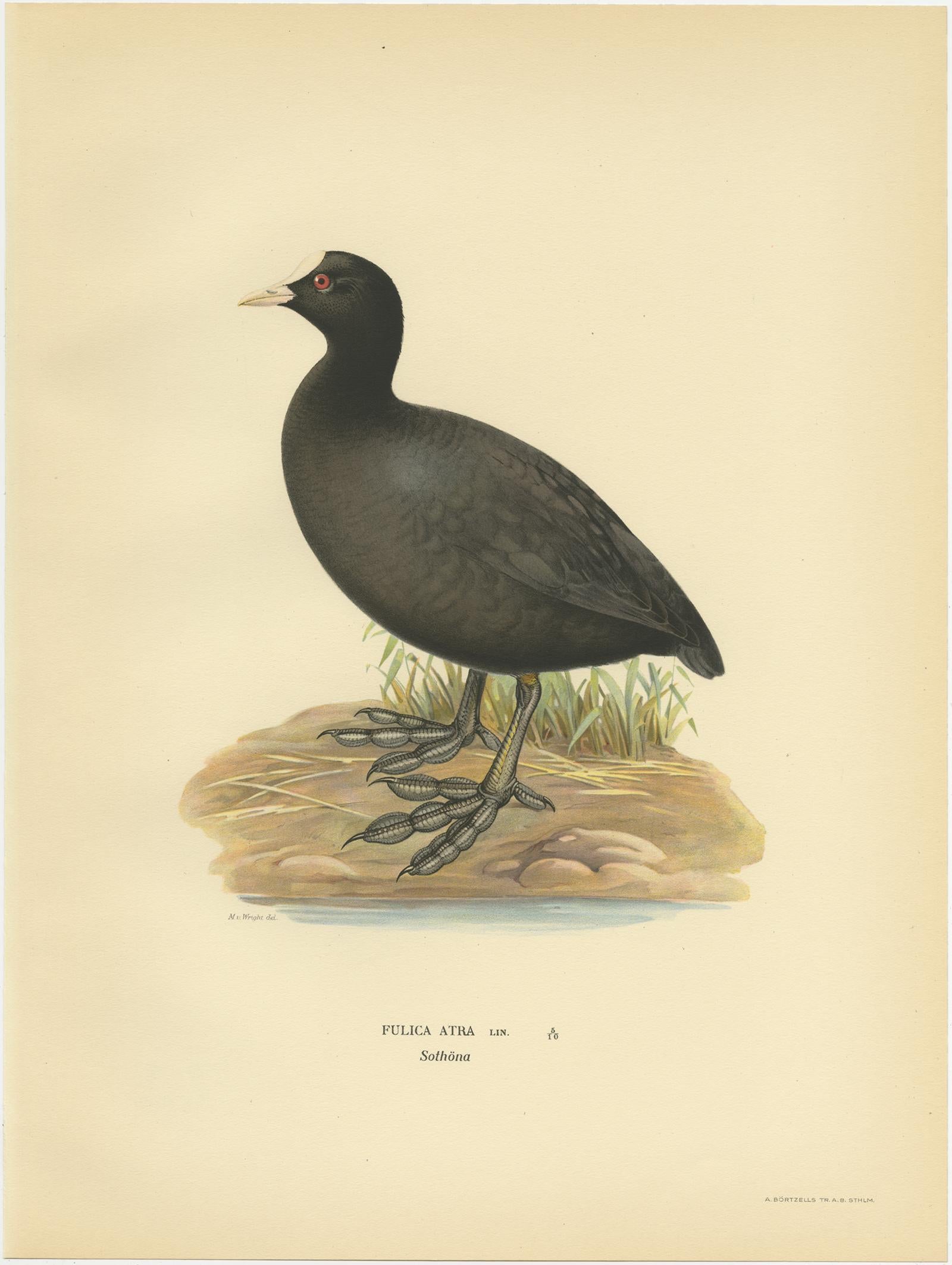 Antique bird print titled 'Fulica Atra'. Old bird print depicting the Eurasian Coot. This print originates from 'Svenska Foglar Efter Naturen Och Pa Stenritade' by Magnus von Wright.