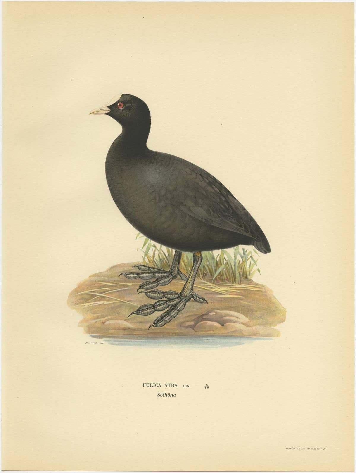 Original Antique Bird Print of the Eurasian Coot, 1929