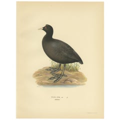 Originaler antiker Vogeldruck des Eurasian Coot, 1929