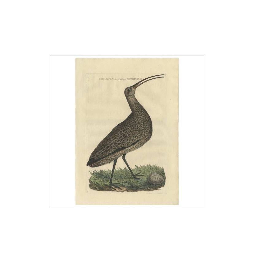 Antique print titled 'Scolopax, Arquata, Numenius'. The Eurasian curlew (Numenius arquata) is a wader in the large family Scolopacidae. It is one of the most widespread of the curlews, breeding across temperate Europe and Asia. In Europe, this