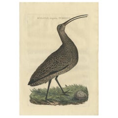 Stampa antica di uccelli del chiurlo eurasiatico di Sepp & Nozeman, 1789