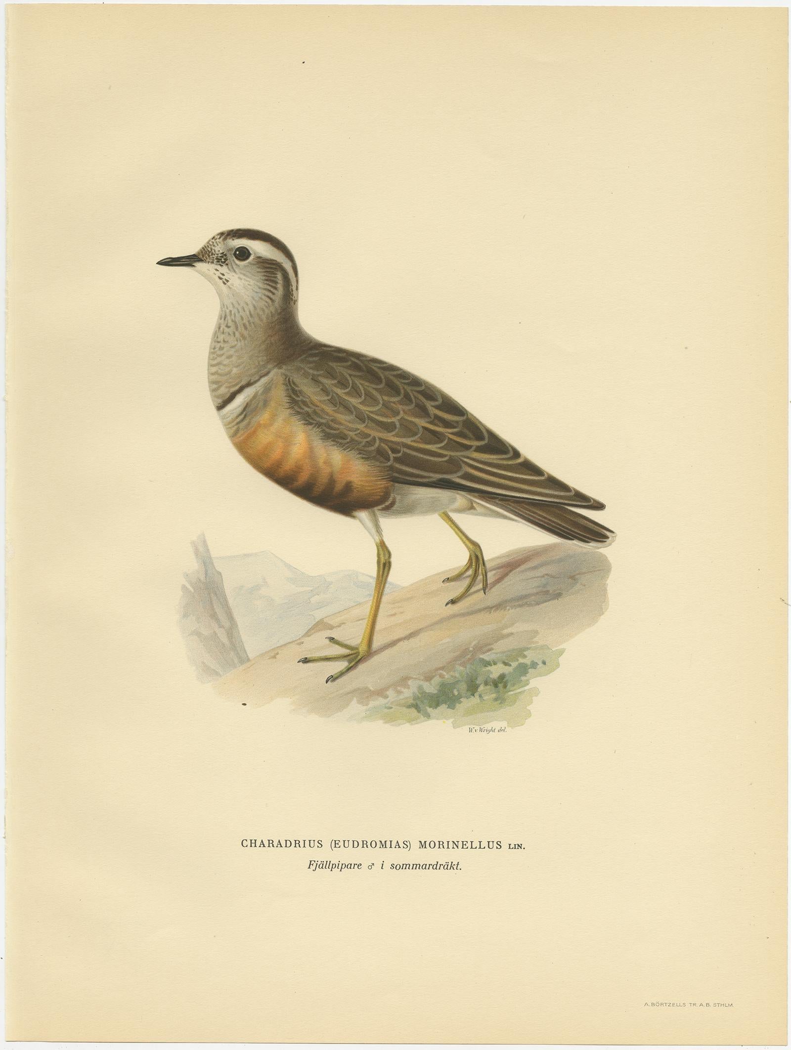 Antique Bird Print of the Eurasian Dotterel by Von Wright, 1929 In Good Condition For Sale In Langweer, NL