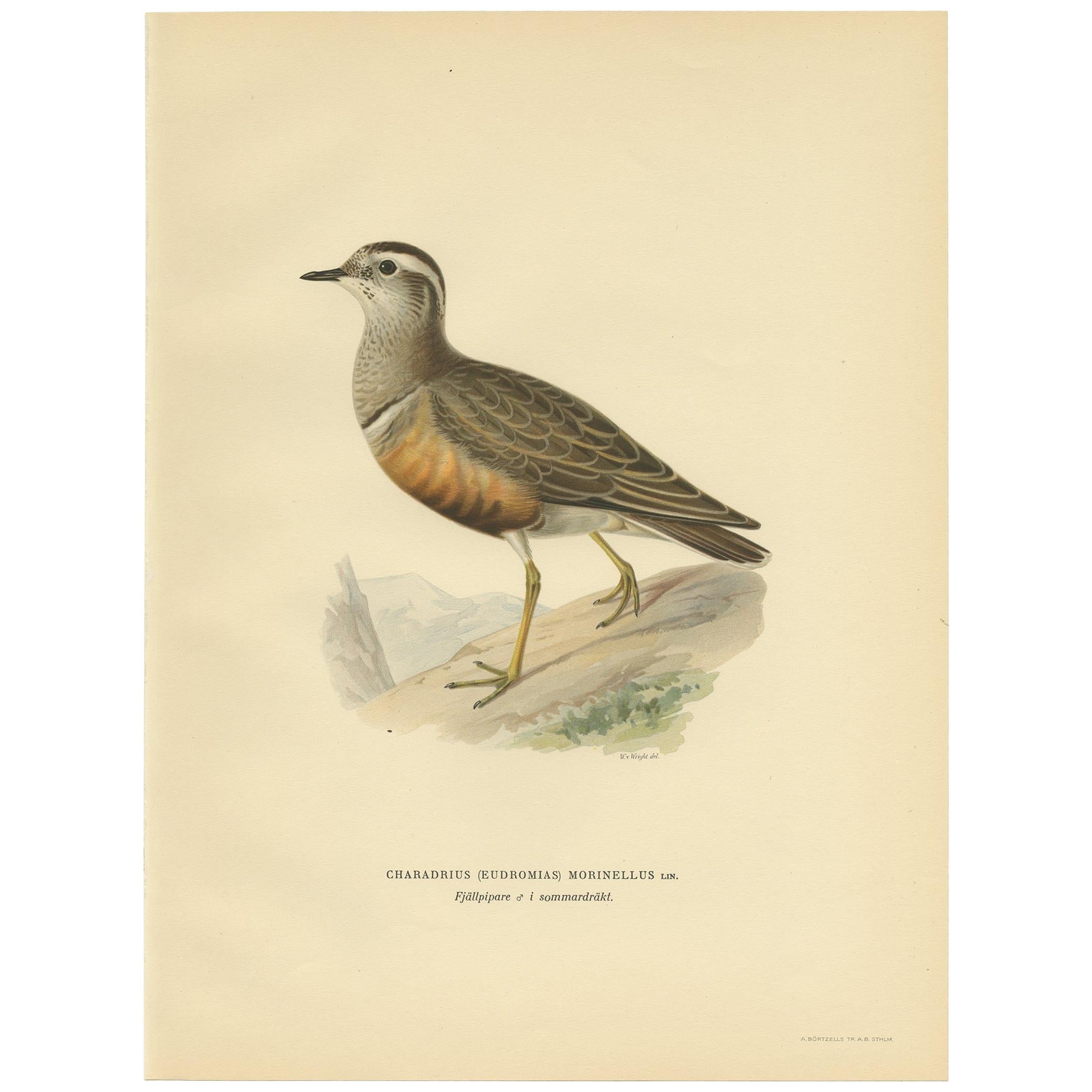 Antique Bird Print of the Eurasian Dotterel by Von Wright, 1929
