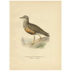Antique Bird Print of the Eurasian Dotterel by Von Wright, 1929