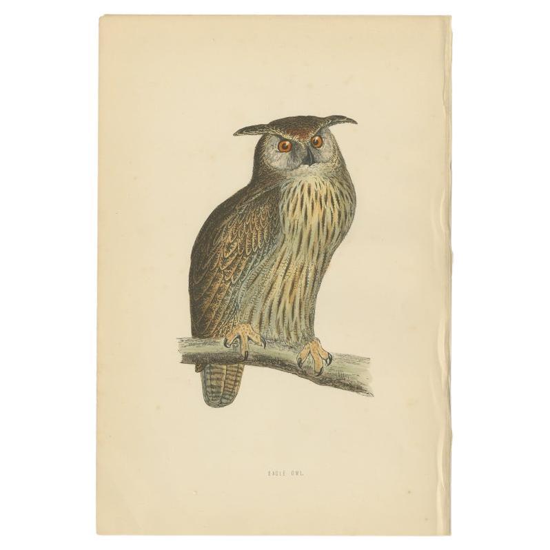 Antiker Vogeldruck des Uhu, um 1850