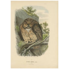 Stampa antica di uccelli del gufo reale eurasiatico di O. von Riesenthal, 1894