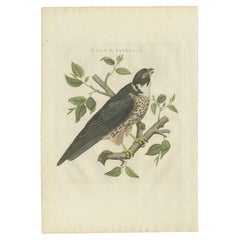 Antiker Vogeldruck des Eurasianischen Hobbys „falcon“ von Sepp & Nozeman, 1797