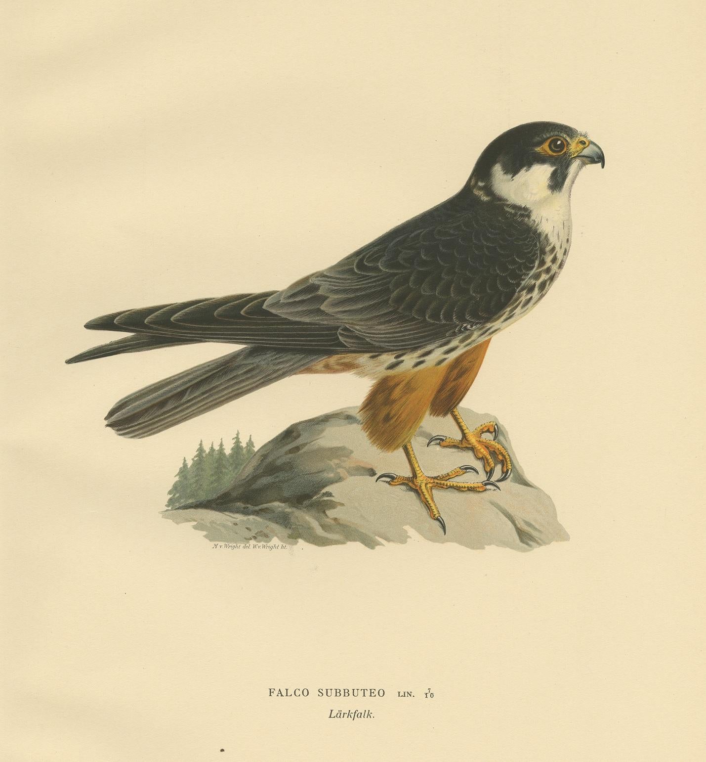 The antique bird print titled 'Falco Subbuteo' is a historical depiction of the Eurasian hobby falcon. This print is sourced from 'Svenska Foglar Efter Naturen Och Pa Stenritade,' a work by Magnus von Wright.

**Key Features of the Print:**

1.