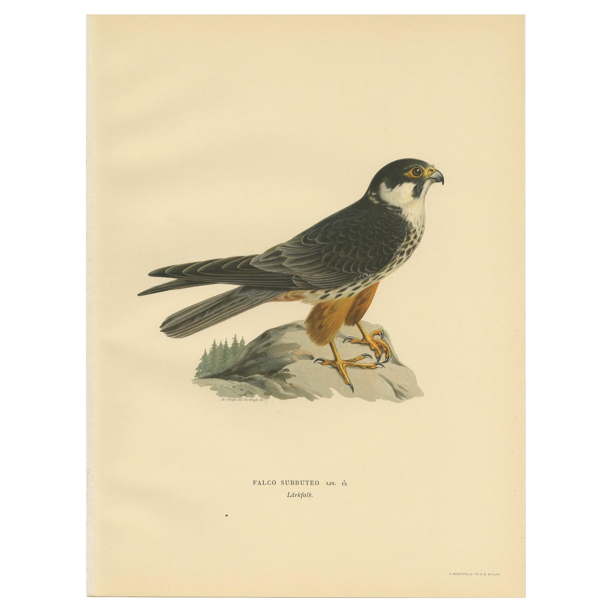 Antique Bird Print of the Eurasian Hobby Falcon by Von Wright '1929' For Sale