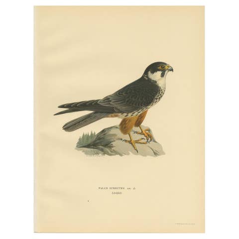Antique Bird Print of the Eurasian Hobby Falcon by Von Wright, 1929