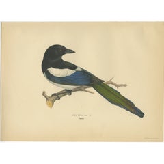Vintage Bird Print of the Eurasian Magpie by Von Wright, 1927
