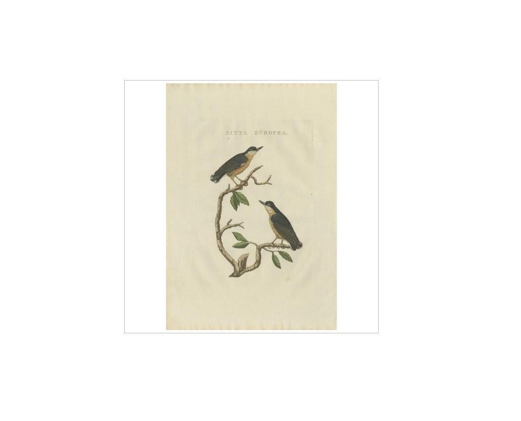 Antique print titled 'Sitta Europea'. The Eurasian nuthatch or wood nuthatch (Sitta europaea) is a small passerine bird found throughout temperate Asia and in Europe, where its name is the nuthatch. Like other nuthatches, it is a short-tailed bird