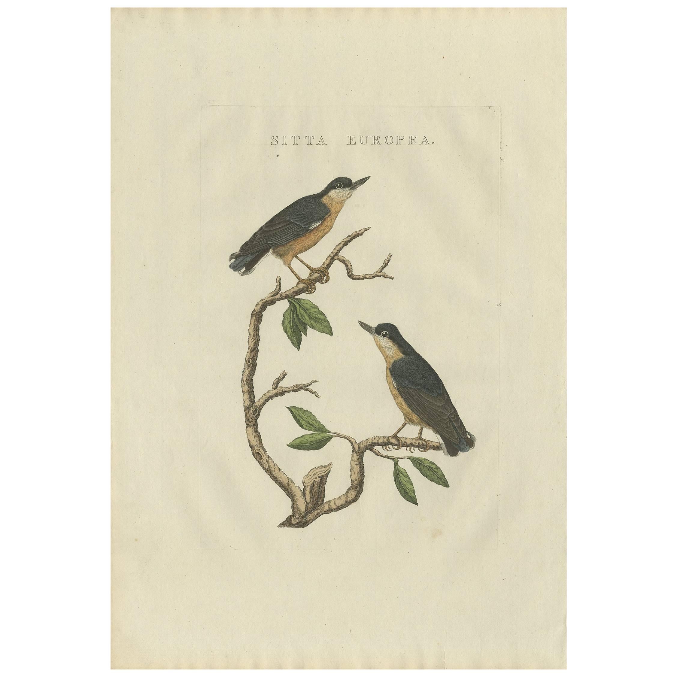 Antique Bird Print of the Eurasian Nuthatch by Sepp & Nozeman, 1829