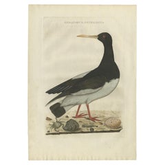 Impression ancienne d'oiseau représentant l'huître Eurasienne par Sepp & Nozeman, 1770