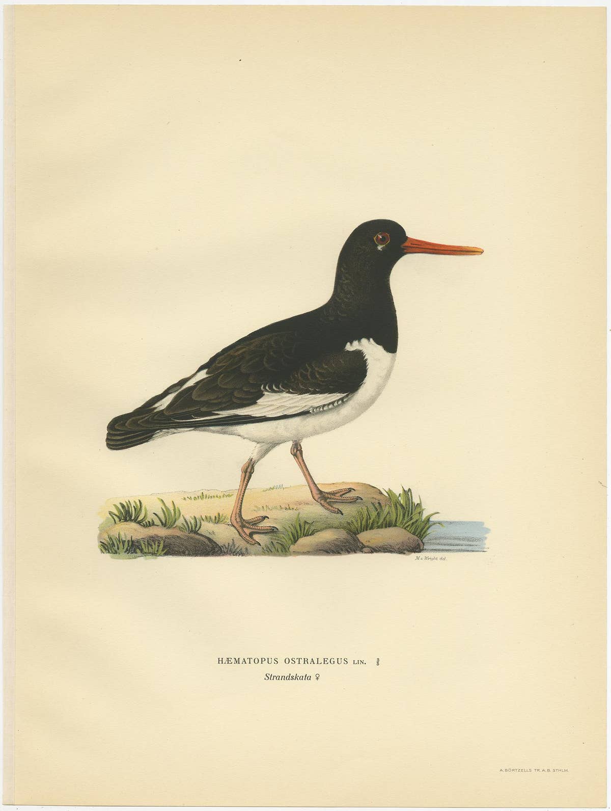 Antique Bird Print of the Eurasian Oystercatcher by Von Wright, 1929
