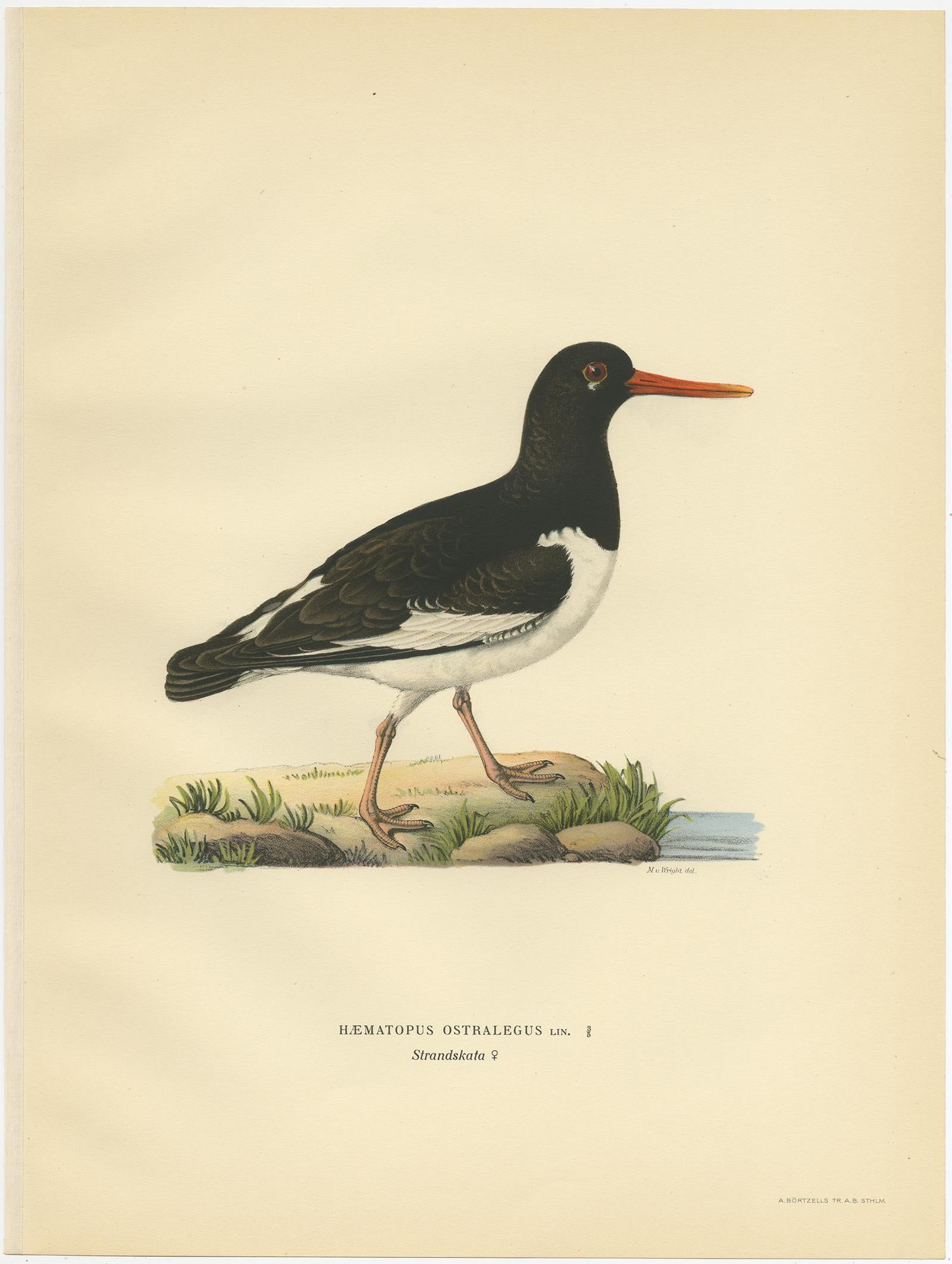 Antique Bird Print of the Eurasian Oystercatcher by Von Wright, 1929 In Good Condition For Sale In Langweer, NL
