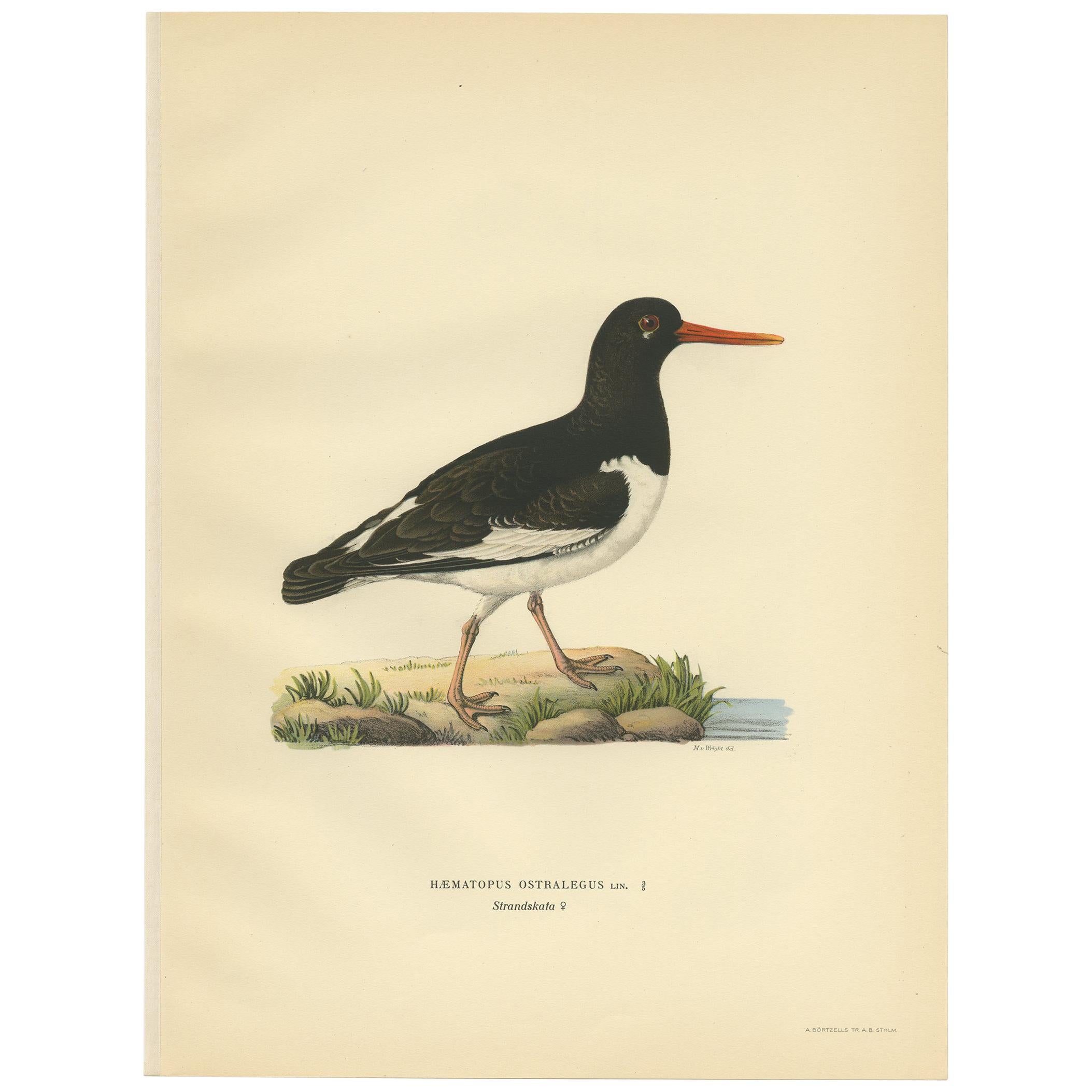 Antique Bird Print of the Eurasian Oystercatcher by Von Wright, 1929