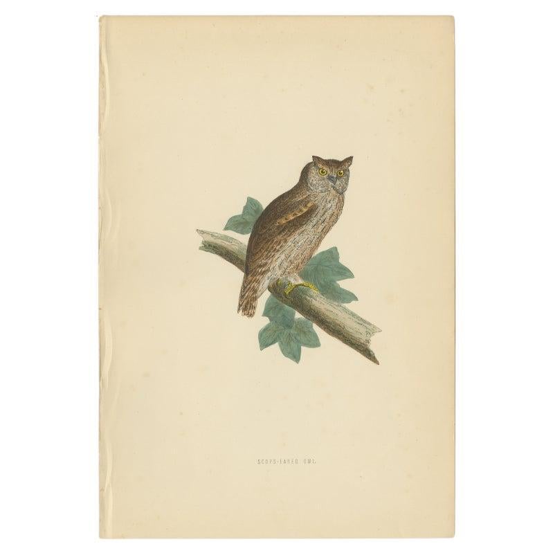 Impression ancienne d'oiseau de type chouette de l'espagnol Scops par Morris, vers 1850