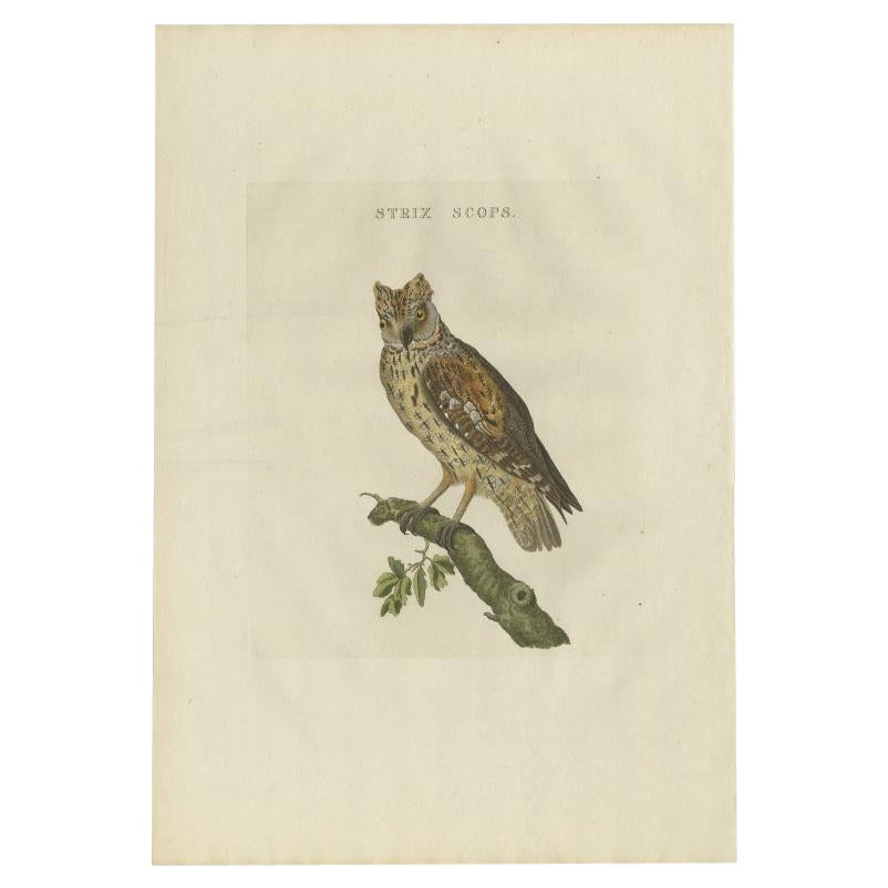 Impression oiseau ancienne du hibou Scops égyptien par Sepp & Nozeman, 1809