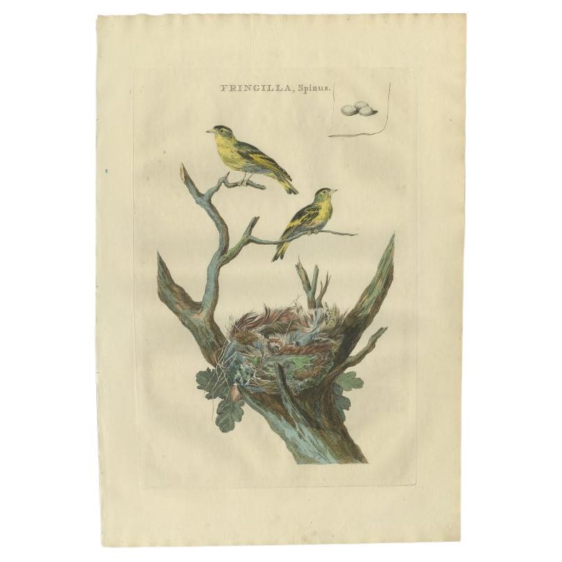Antique Bird Print of the Eurasian Siskin by Sepp & Nozeman, 1789 For Sale