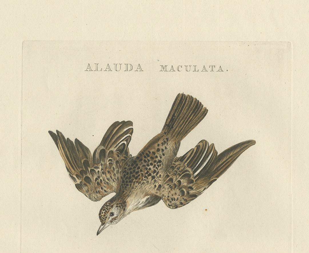 Dutch Antique Bird Print of the Eurasian Sky Lark by Sepp and Nozeman, 1809 For Sale