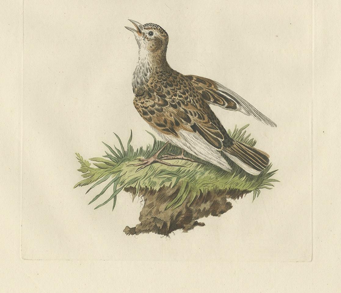 Antique Bird Print of the Eurasian Sky Lark by Sepp and Nozeman, 1809 In Good Condition For Sale In Langweer, NL