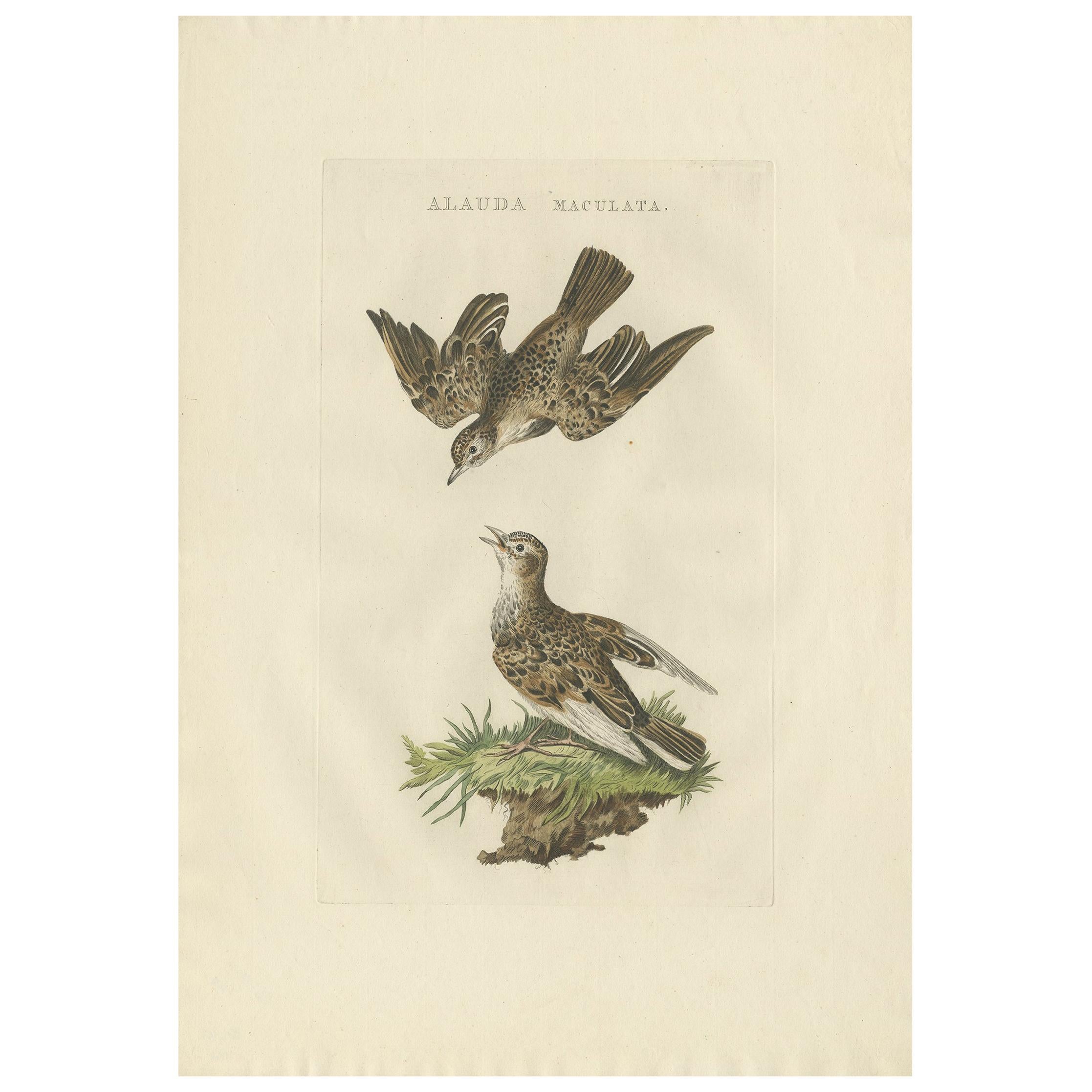 Antique Bird Print of the Eurasian Sky Lark by Sepp and Nozeman, 1809