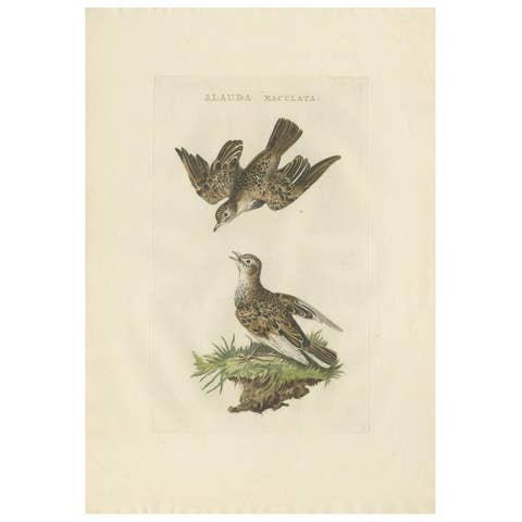 Eurasian Skylark – Antique Bird Engraving by Nozeman and Sepp, 1809