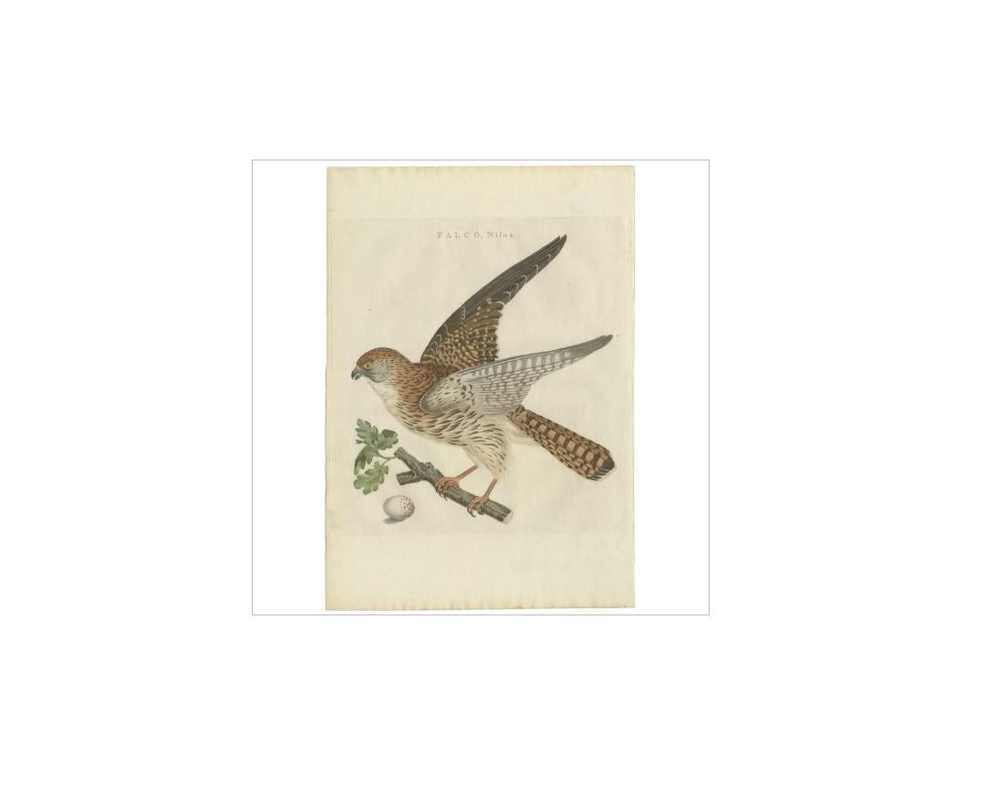 Antique print titled 'Falco, Nisus'. The Eurasian sparrowhawk (Accipiter nisus), also known as the northern sparrowhawk or simply the sparrowhawk, is a small bird of prey in the family Accipitridae. Adult male Eurasian sparrowhawks have bluish grey