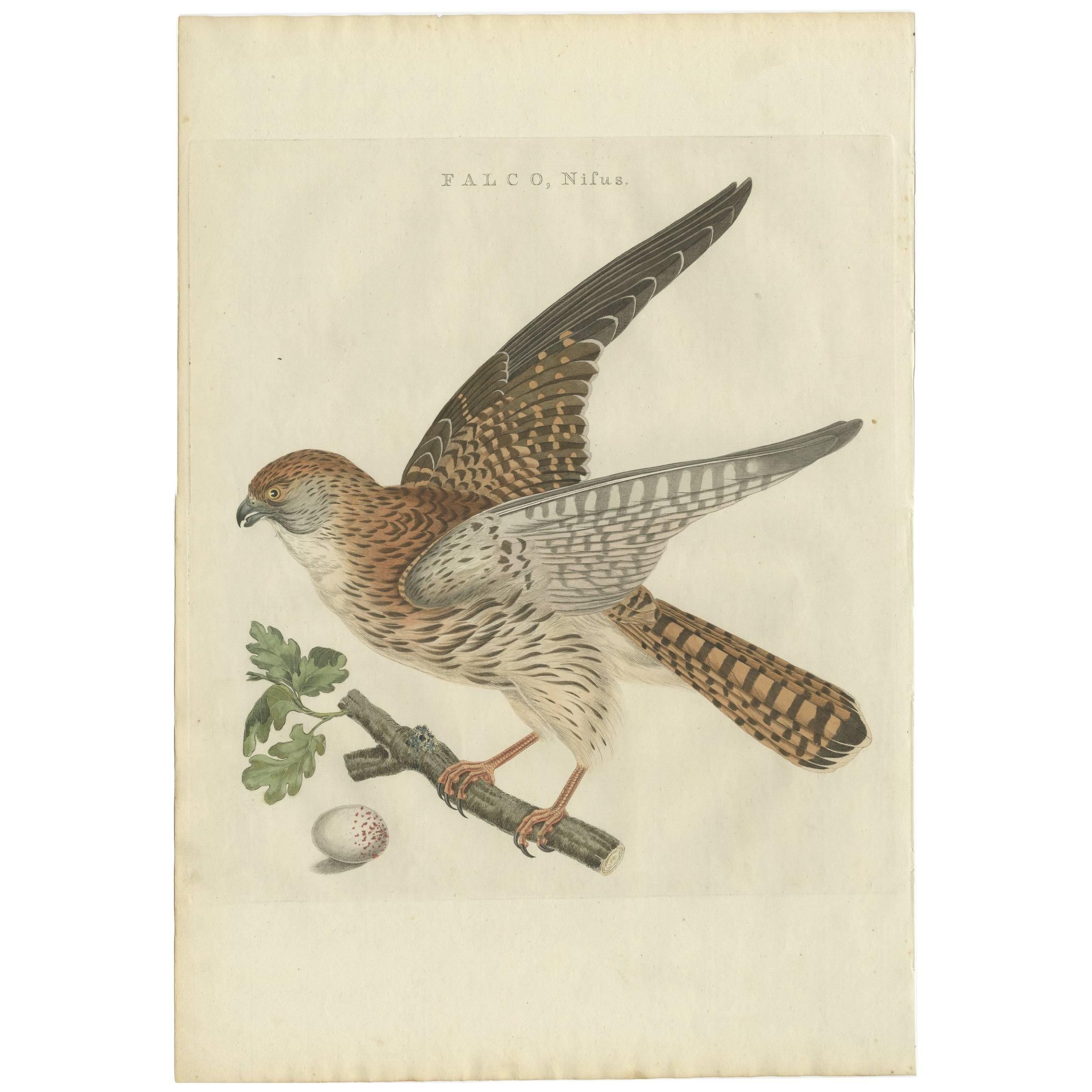 Grabado antiguo de aves del gavilán euroasiático por Sepp & Nozeman, 1797
