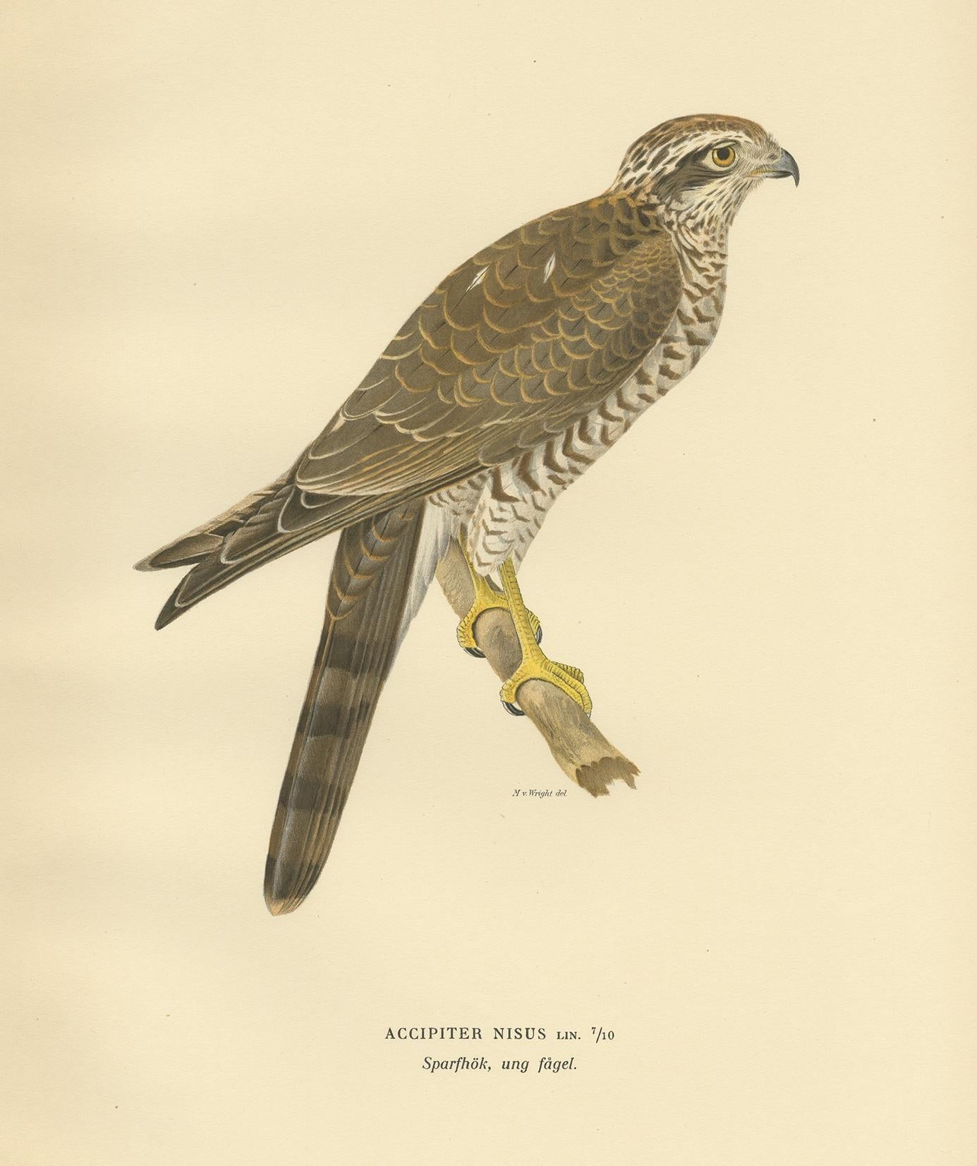 Antique bird print titled 'Accipiter Nisus'. Old bird print depicting the Eurasian sparrowhawk. This print originates from 'Svenska Foglar Efter Naturen Och Pa Stenritade' by Magnus von Wright.