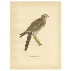 Antique Bird Print of the Eurasian Sparrowhawk by Von Wright '1929'