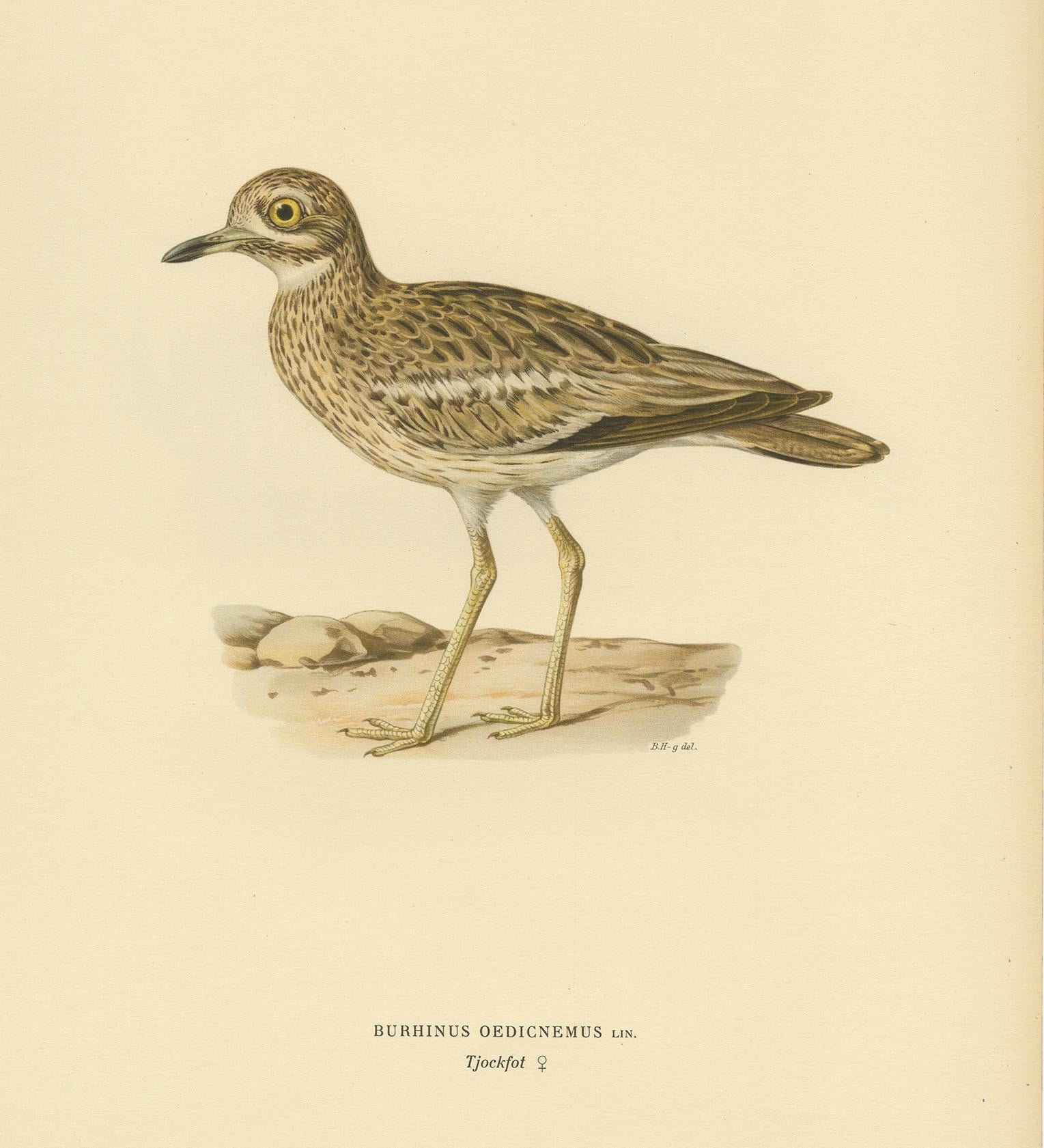 Antique Bird Print of the Eurasian Stone-Curlew by Von Wright, 1927 In Good Condition For Sale In Langweer, NL