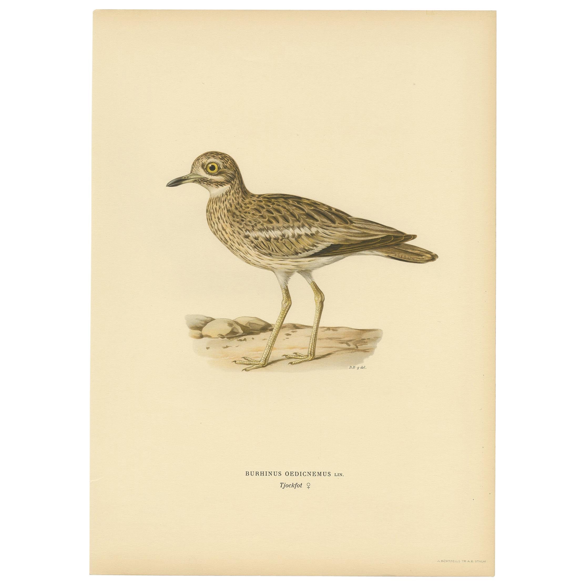 Antique Bird Print of the Eurasian Stone-Curlew by Von Wright, 1927