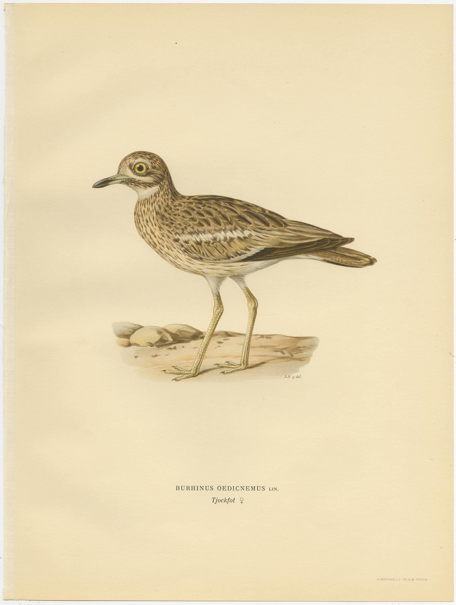 Grabado antiguo de aves titulado 'Burhinus Oedicnemus'. Antiguo grabado de pájaro que representa al alcaraván euroasiático. Este grabado procede de 