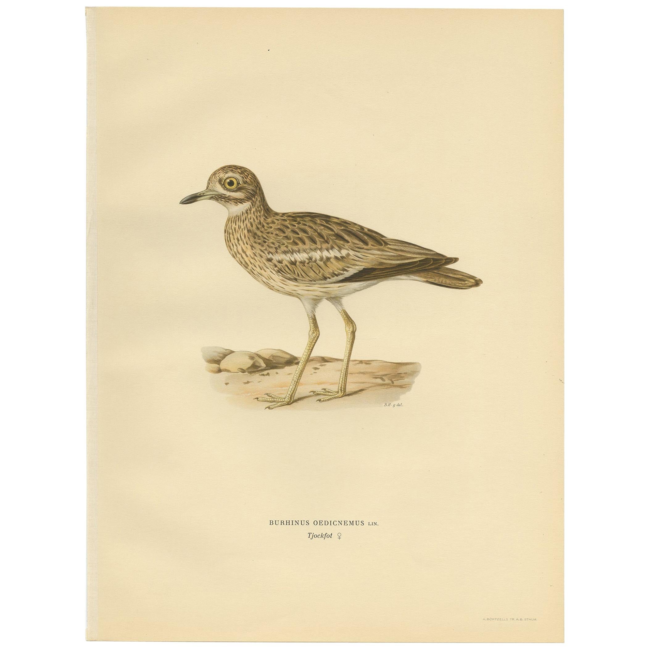 Antique Bird Print of the Eurasian Stone-Curlew by Von Wright, 1929