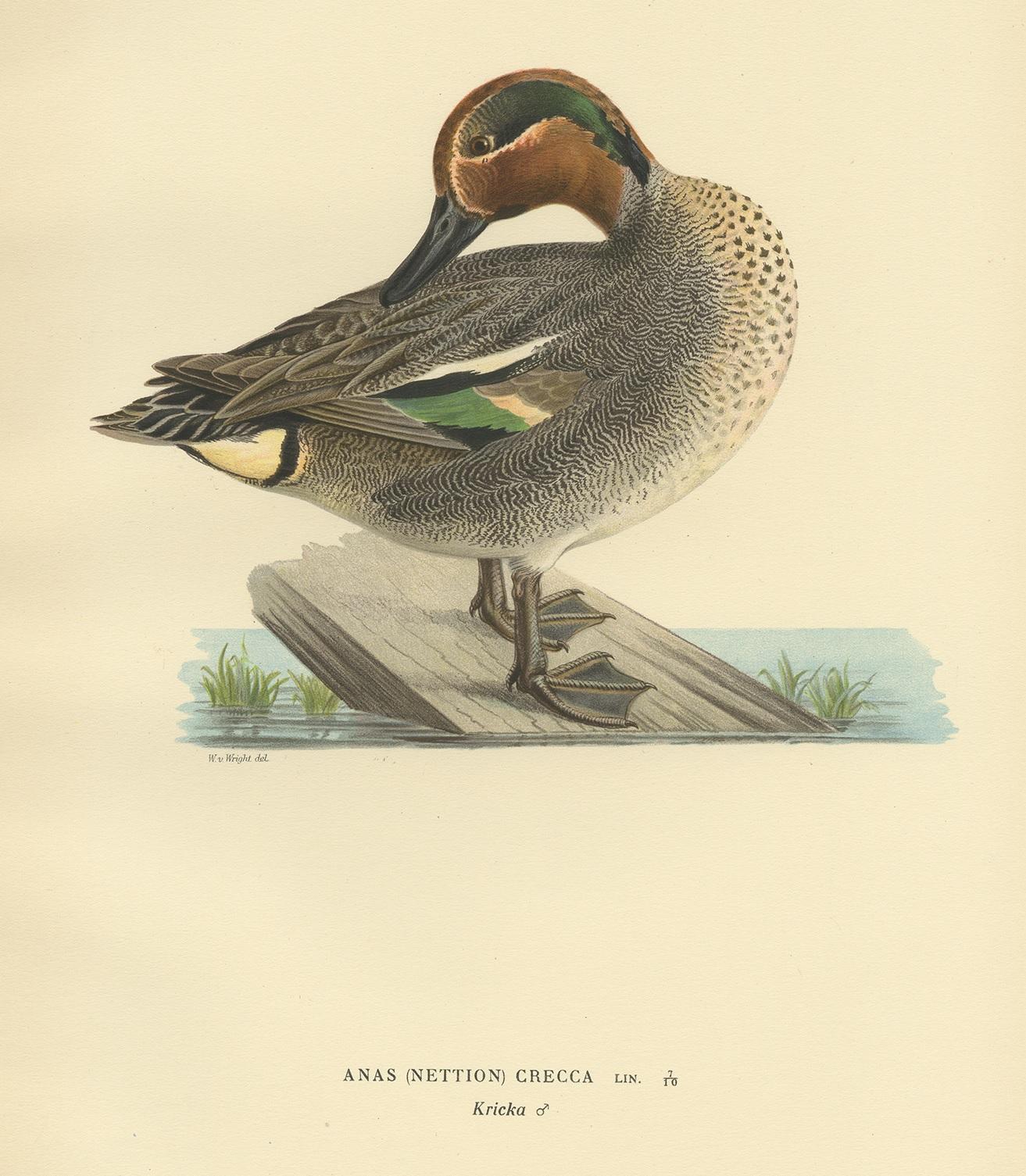 Antique bird print titled 'Anas (Nettion) Crecca'. Old bird print depicting the Eurasian teal. This print originates from 'Svenska Foglar Efter Naturen Och Pa Stenritade' by Magnus von Wright.