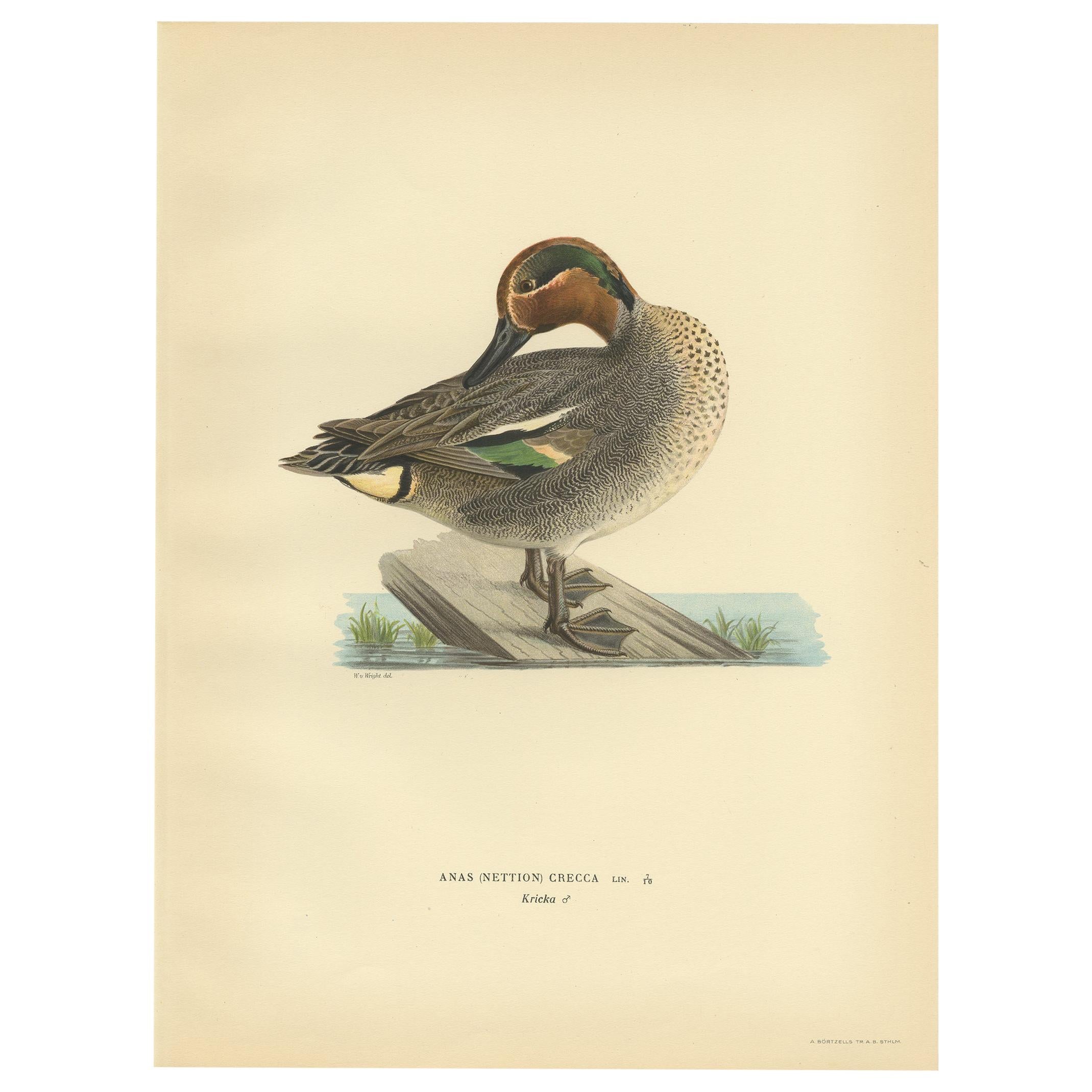 Antique Bird Print of the Eurasian Teal by Von Wright '1929'