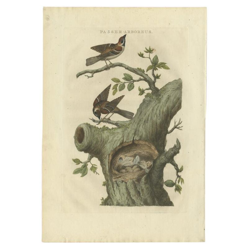 Antique Bird Print of the Eurasian Tree Sparrow by Sepp & Nozeman, 1770 For Sale