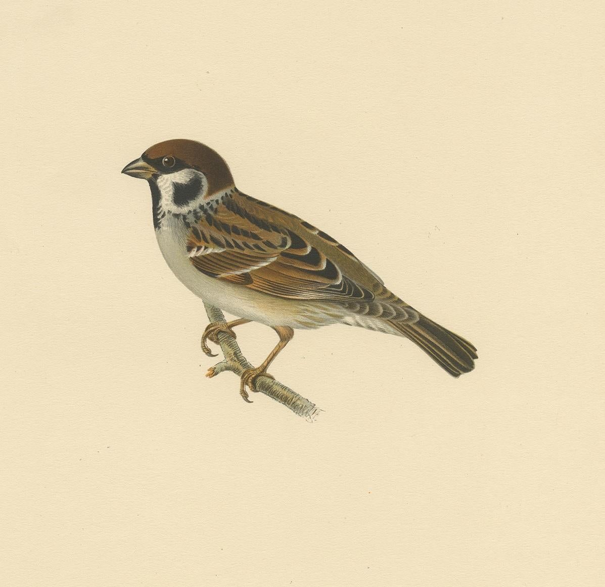 Antique bird print titled 'Passer Montanus'. Old bird print depicting the Eurasian tree sparrow. This print orginates from 'Svenska Foglar Efter Naturen Och Pa Stenritade' by Magnus von Wright.