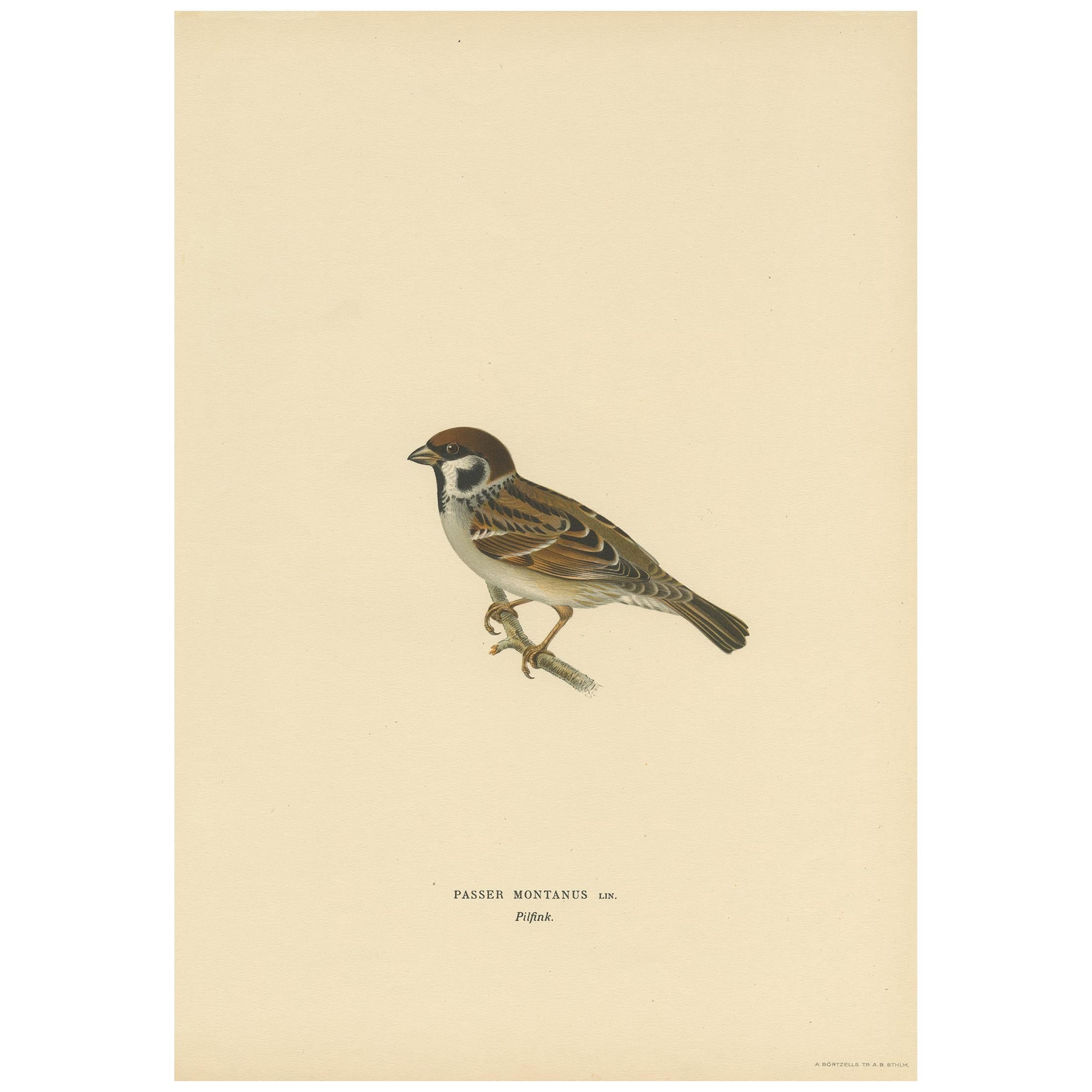 Antique Bird Print of the Eurasian Tree Sparrow by Von Wright, 1927 For Sale