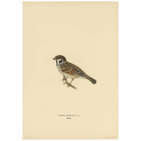 Antique Bird Print of the Eurasian Tree Sparrow by Von Wright, 1927