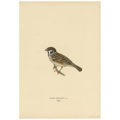 Antique Bird Print of the Eurasian Tree Sparrow by Von Wright, 1927